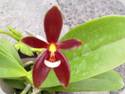 Phal. cornu-cervi forma Chattaladae